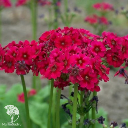 Примула японская Миллерз Кримсон