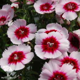 Гвоздика китайская Диана Пёрпл Центред Вайт