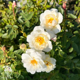 Роза полиантовая Вайт Фейри