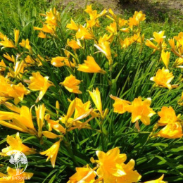 Лилейник Миддендорфа