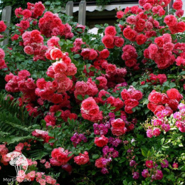 Роза плетистая Розариум Ютерсен