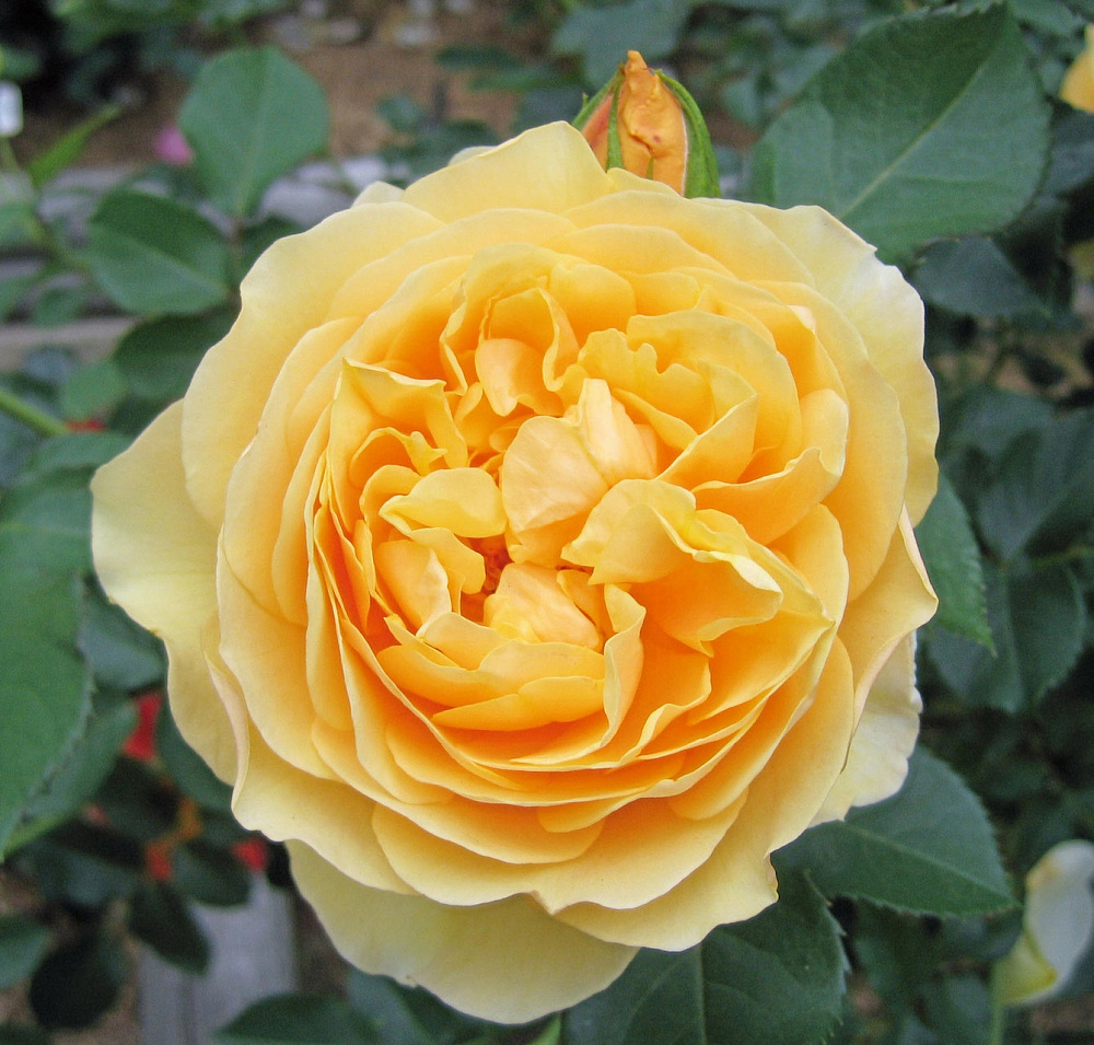 Желтый сорт розы Дэвид Остин