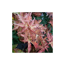 Клён пальмолистный Браун Шугер