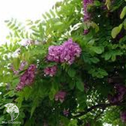 Робиния Пурпл Роуб