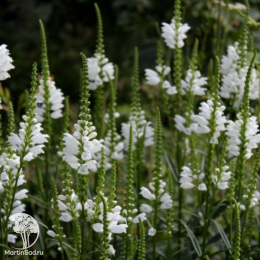 Физостегия виргинская Альба