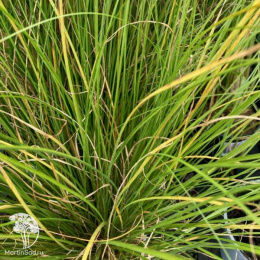 Осока власовидная Феникс Грин