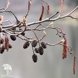 Ольха чёрная