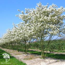 Ирга Ламарка с формой кроны "Крыша"