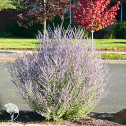 Перовския лебедолистная Блюзетт