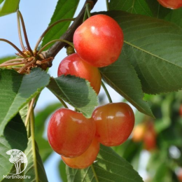 Вишня Бигаре Наполеон на штамбе