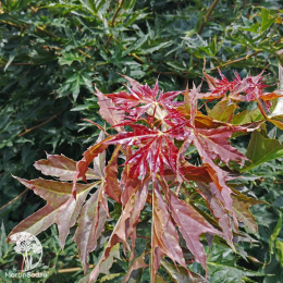 Клён остролистный Чарльз Джоли на штамбе