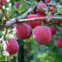 Слива русская (алыча) Кубанская Комета