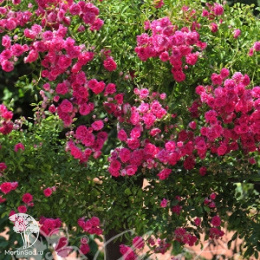 Роза плетистая Супер Эксельза на штамбе