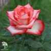 Роза чайно-гибридная Блаш фото 1 