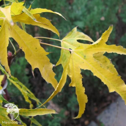 Клён остролистный Палдиски на штамбе