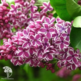 Сирень обыкновенная Сенсация на штамбе