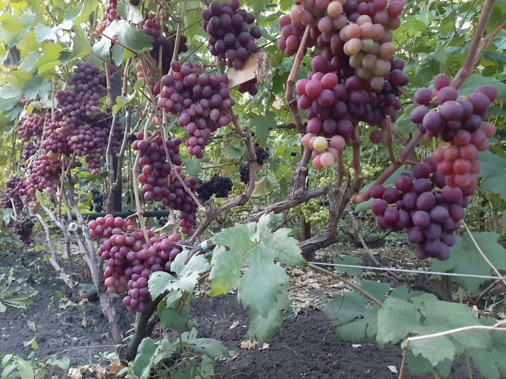 Сорт винограда мускат новошахтинский фото и описание