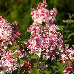 Сирень мелколистная Суперба на штамбе