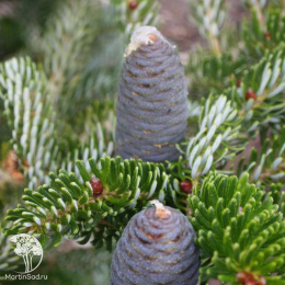 Пихта корейская Сильвер Шоу