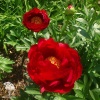 Пион молочноцветковый Ред Ред Роуз фото 3 