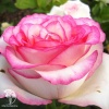 Роза чайно-гибридная Белла Вита фото 4 