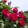 Кустовая роза Эрик Таберли Ред Эден (роза шраб) фото 4 