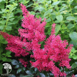 Астильба японская Монтгомери