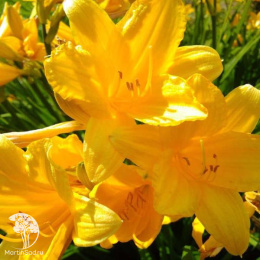 Лилейник Миддендорфа