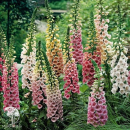 Наперстянка Королева сада, смесь окрасок