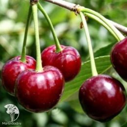 Вишня Жуковская ранняя