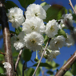 Вишня обыкновенная Ракса на штамбе