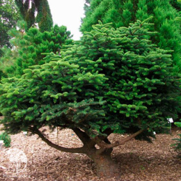 Пихта кефалинийская Мэерс Дварф