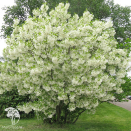 Снежноцвет (Хионантус) виргинский