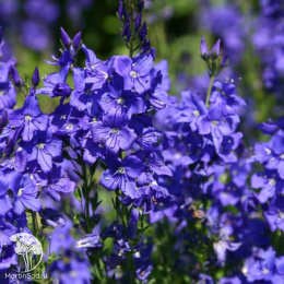 Вероника дубравная Роял Блю