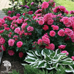 Роза плетистая Розариум Ютерсен