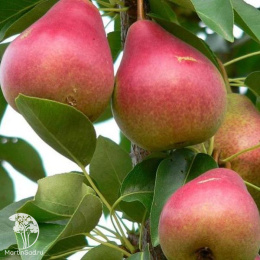 Груша Северянка краснощекая