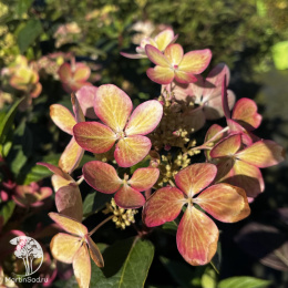 Гортензия метельчатая Пастель Грин