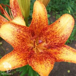 Лилия азиатская танго Фанни Герл