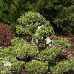 Сосна скрученная Спэниш Дварф