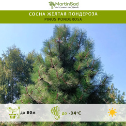 Сосна жёлтая Пондероза