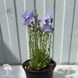 Колокольчик гибридный Карибо Эрли Блю