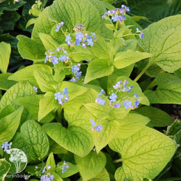 Бруннера крупнолистная Дианас Голд