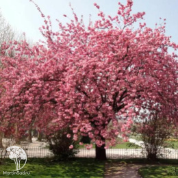 Вишня мелкопильчатая Роял Бургунди на штамбе