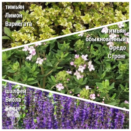 Набор для мяса тимьян Лимон Вариегата + тимьян Фредо Стронг + шалфей Виола Клозе