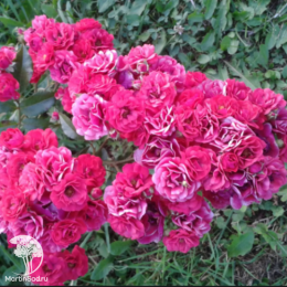 Роза почвопокровная Фейри Данс