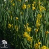Ирис болотный (или желтый, или аировидный) Флоре Плено фото 1 