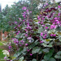 Гиацинтовые бобы Вьющаяся сирень