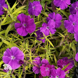 Dianthus chinensis Diana Blueberry Гвоздика китайская Диана Блюберри