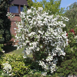 Дейция шершавая Кандидиссима