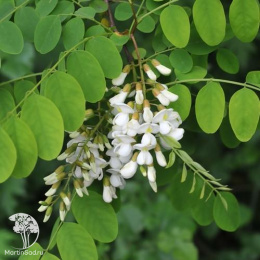 Робиния лжеакация